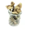 Ecuadorian Tri Colour Magic Mushroom - Image 2