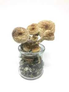 magic mushroom