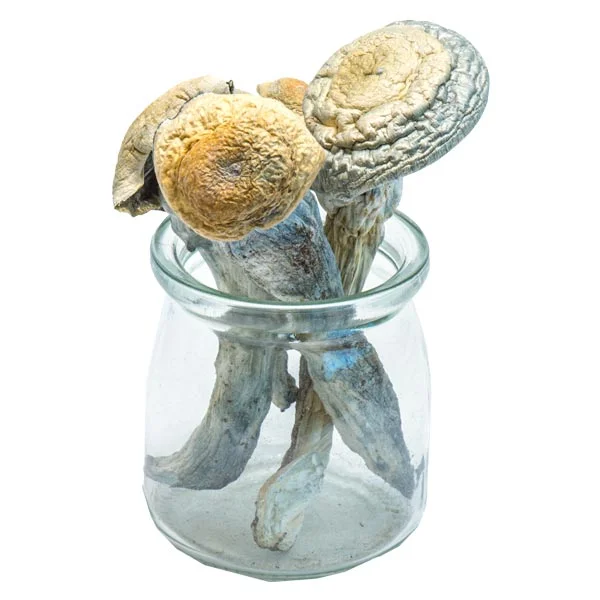 NEW Penis Envy Uncut Magic Mushrooms (VERY POTENT)