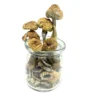 how to grow psilocybin