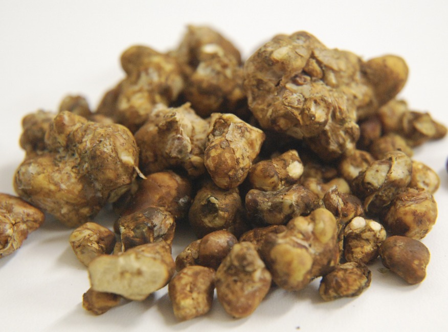Psilocybin Truffles Europe’s Favorite Expands into the USA Colorado